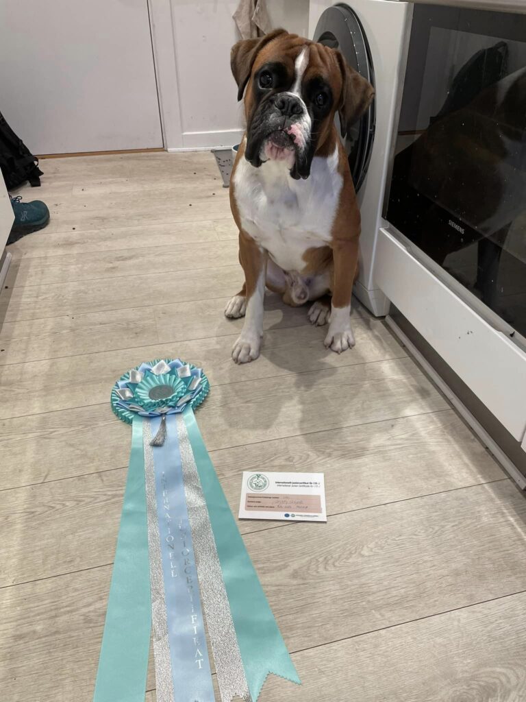 Ilex winning at international show in Malmø