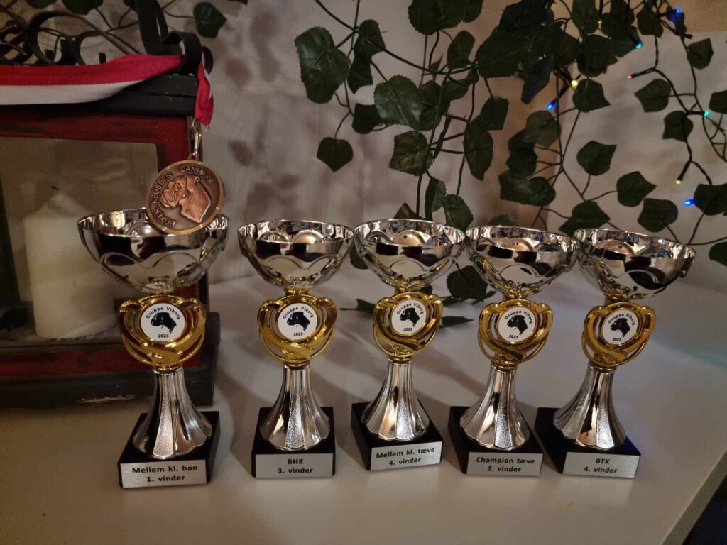 Christmas boxer show 2023