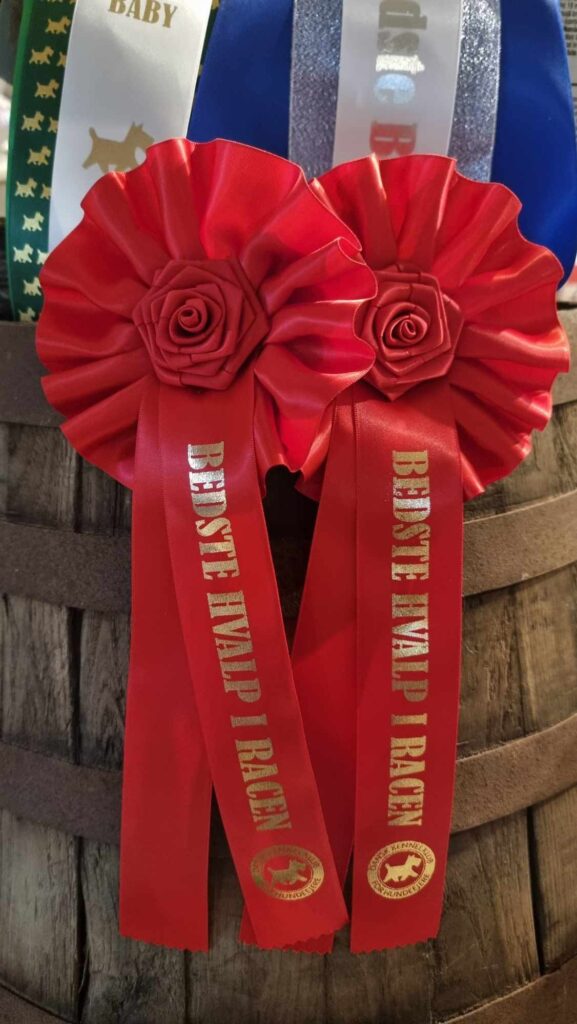 2 x CACIB shows in Roskilde, Denmark