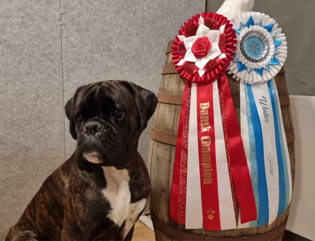 Kulsvierkrogen´s Illipe – DANISH CHAMPION