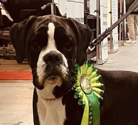 Wuhuu Boxers Anya – winning best junior in breed