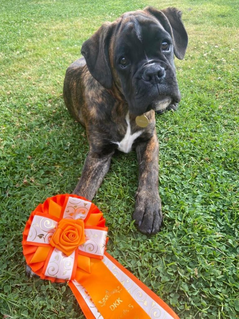 Exhibition debut for the puppies