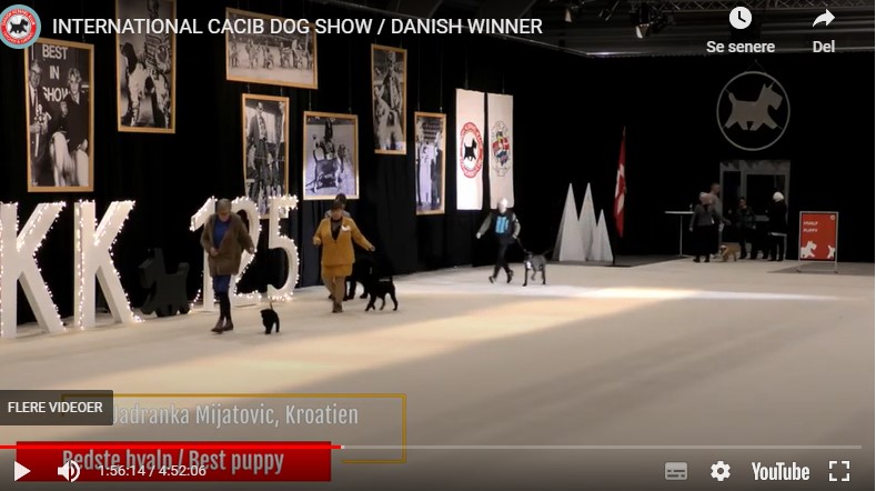 Illipe winning BOB puppy at DKK International CACIB show