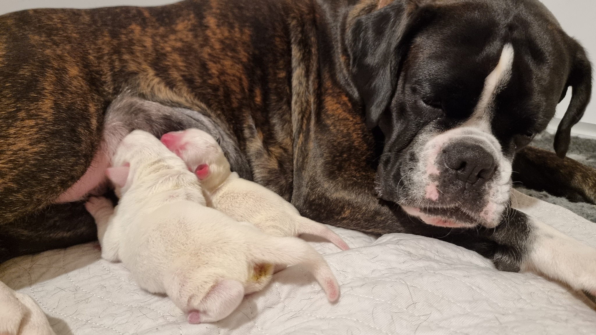 Ixia have her puppies