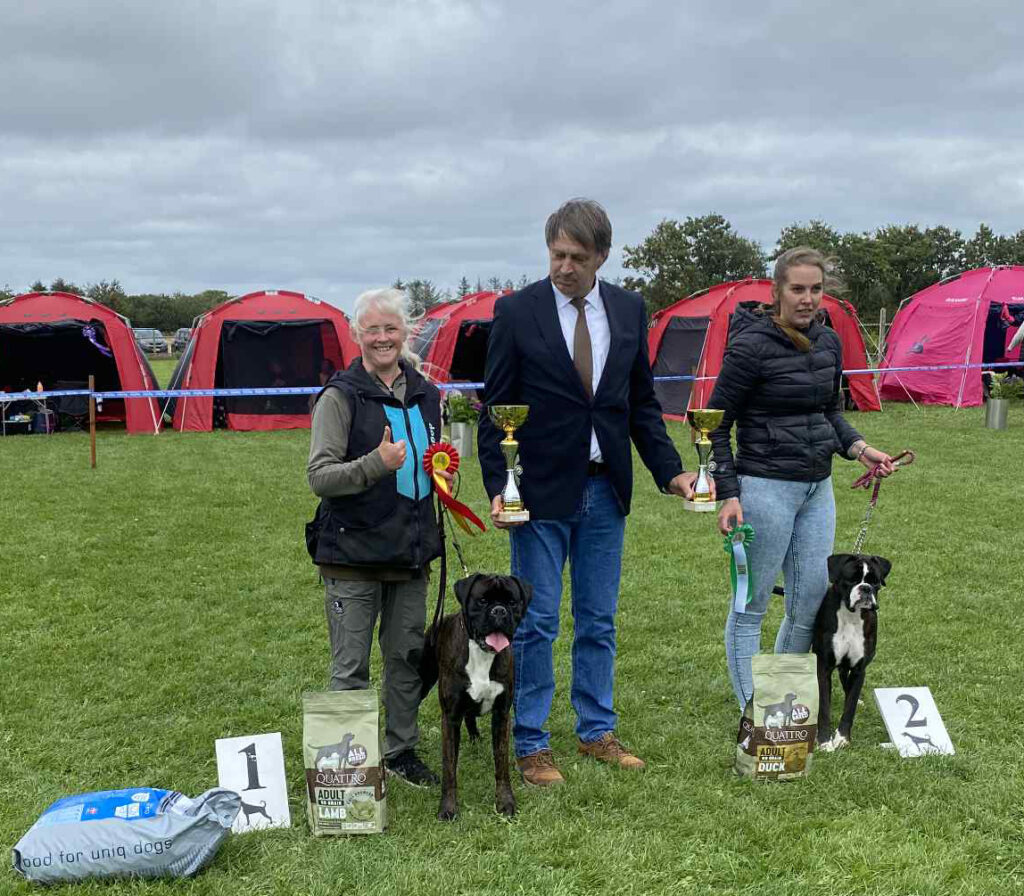 2 x boxer special club shows in Tistrup, Denmark