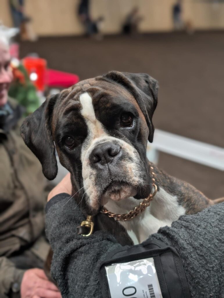 Christmas boxer show 2025